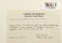 Funaria hygrometrica image