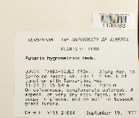 Funaria hygrometrica image