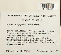 Funaria hygrometrica image