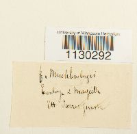 Funaria americana image