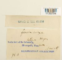 Funaria americana image