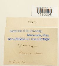 Funaria americana image