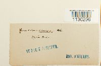 Funaria americana image