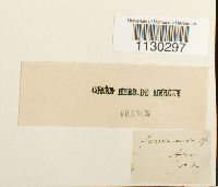 Funaria americana image