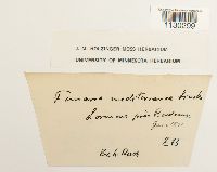 Funaria americana image