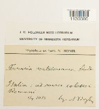 Funaria americana image