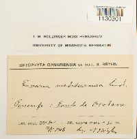 Funaria americana image