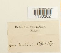 Funaria americana image