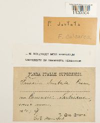 Funaria americana image