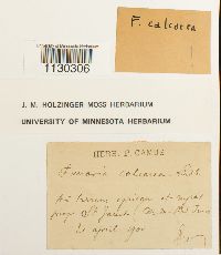 Funaria americana image