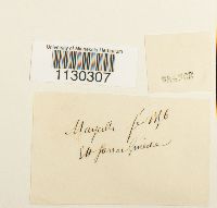 Funaria americana image