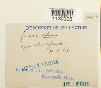 Funaria americana image