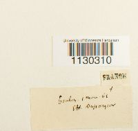 Funaria americana image