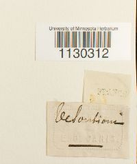 Funaria americana image