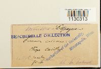 Funaria americana image