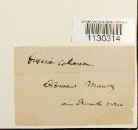 Funaria americana image