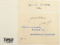 Funaria americana image