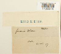 Funaria americana image