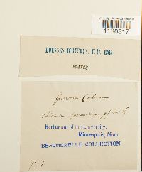 Funaria americana image