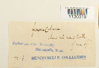 Funaria americana image