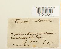 Funaria americana image