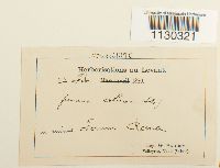 Funaria americana image