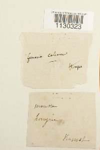 Funaria americana image