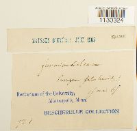 Funaria americana image