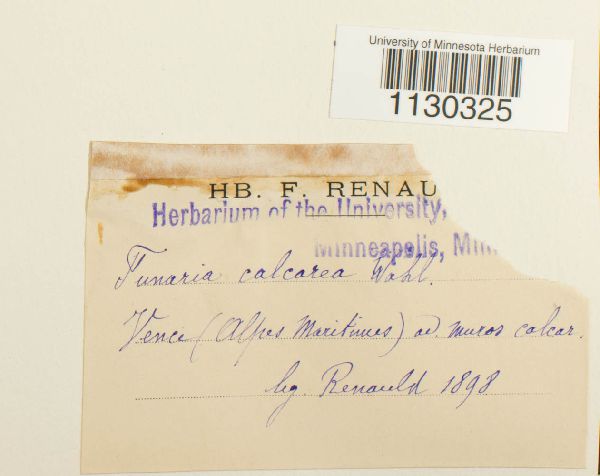 Funaria americana image