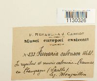 Funaria americana image