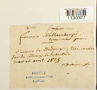 Funaria americana image