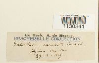 Funaria curviseta image