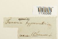 Funaria hygrometrica image