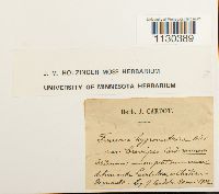 Funaria hygrometrica image