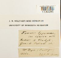 Media resource of Funaria hygrometrica