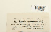 Funaria hygrometrica image