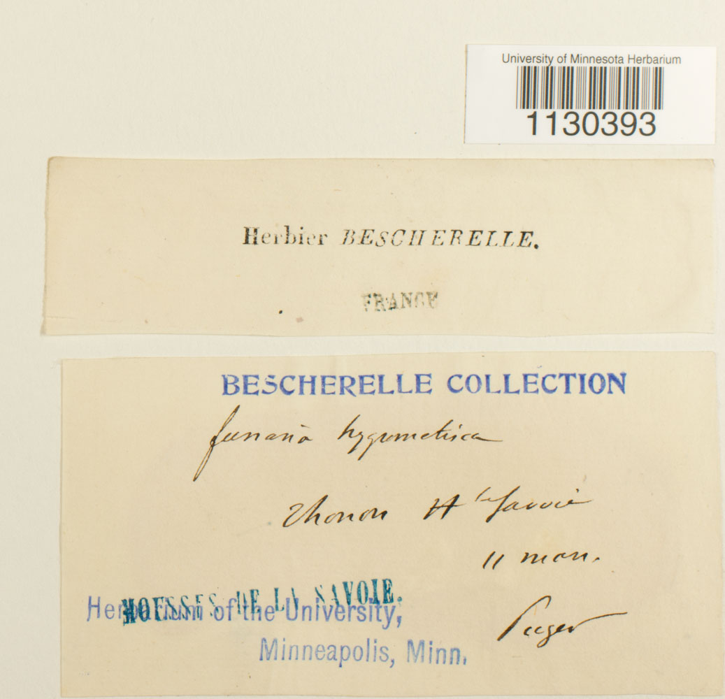 Funaria hygrometrica image