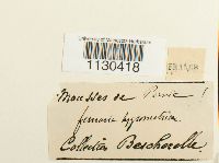 Image Associated With the Occurrence