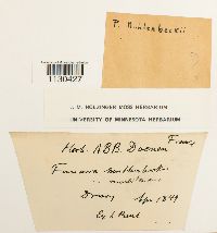 Funaria americana image