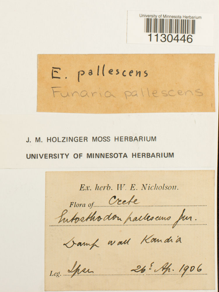 Entosthodon duriaei image