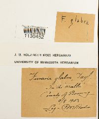 Funaria americana image