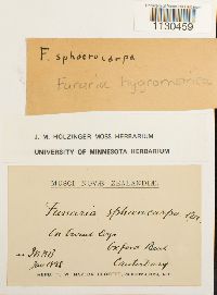 Funaria hygrometrica image