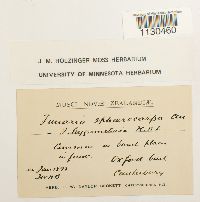 Funaria hygrometrica image