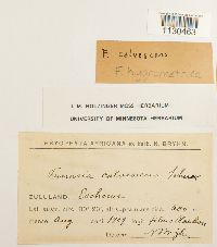 Funaria hygrometrica image