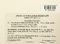 Goniobryum subbasilare image