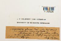 Grimmia laevigata image