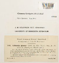 Grimmia laevigata image