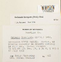 Grimmia laevigata image