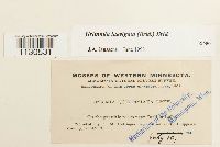 Grimmia laevigata image