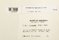 Grimmia laevigata image